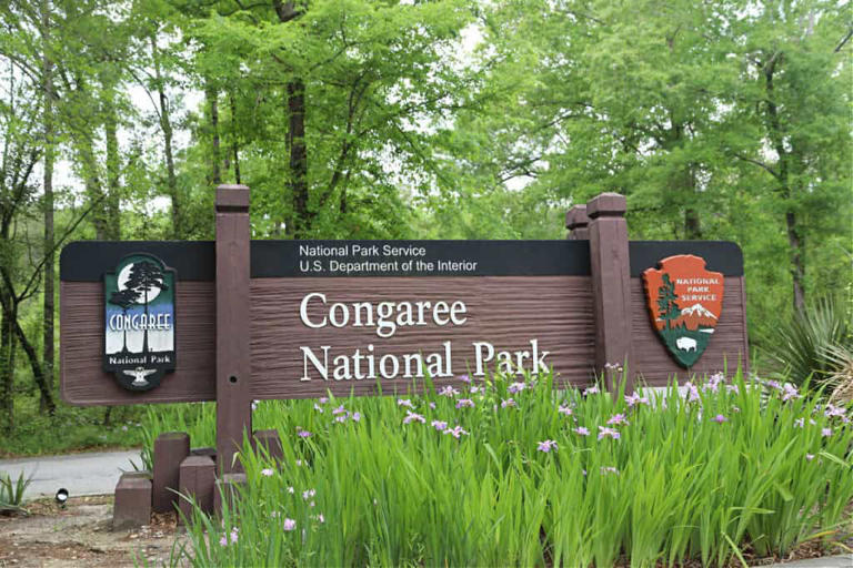 Congaree National Park: Ancient trees, glowing fireflies and miles of ...