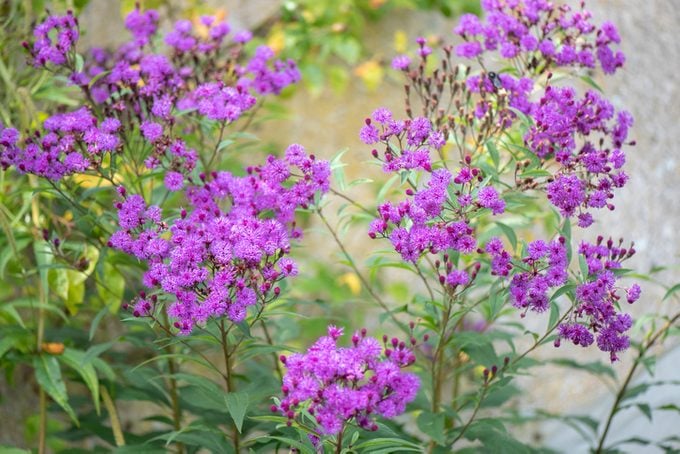 Close Up Image Of The Late Summer Flowering Ironweed Purple Flowers Also Known As Vernonia Fasciculata