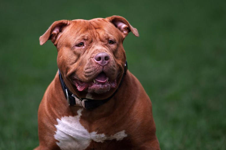 XL Bully owners warned as government's rule updates implemented today