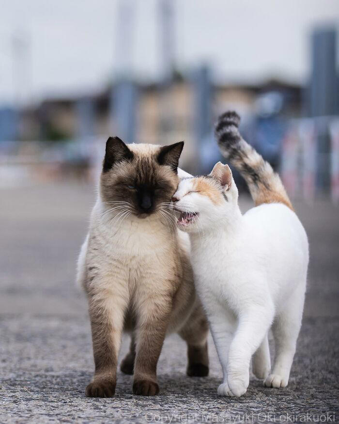 Documenting The Lives Of Tokyo's Stray Cats: 41 New Photos