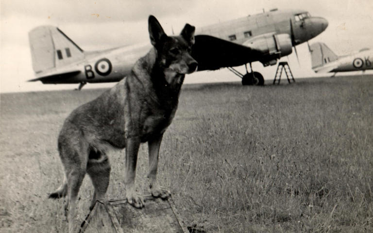 Pilot’s family buys back hero dog’s WW2 medal for £60k