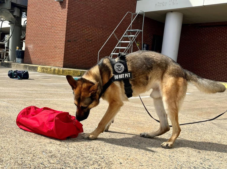 RIC explosive detection K9 featured in TSA’s 2025 calendar