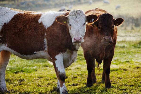 Two cows near Inverness, Scotland