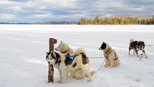 Meer dan 1000 Inuit honden gedood in Canada. De regering biedt haar excuses aan