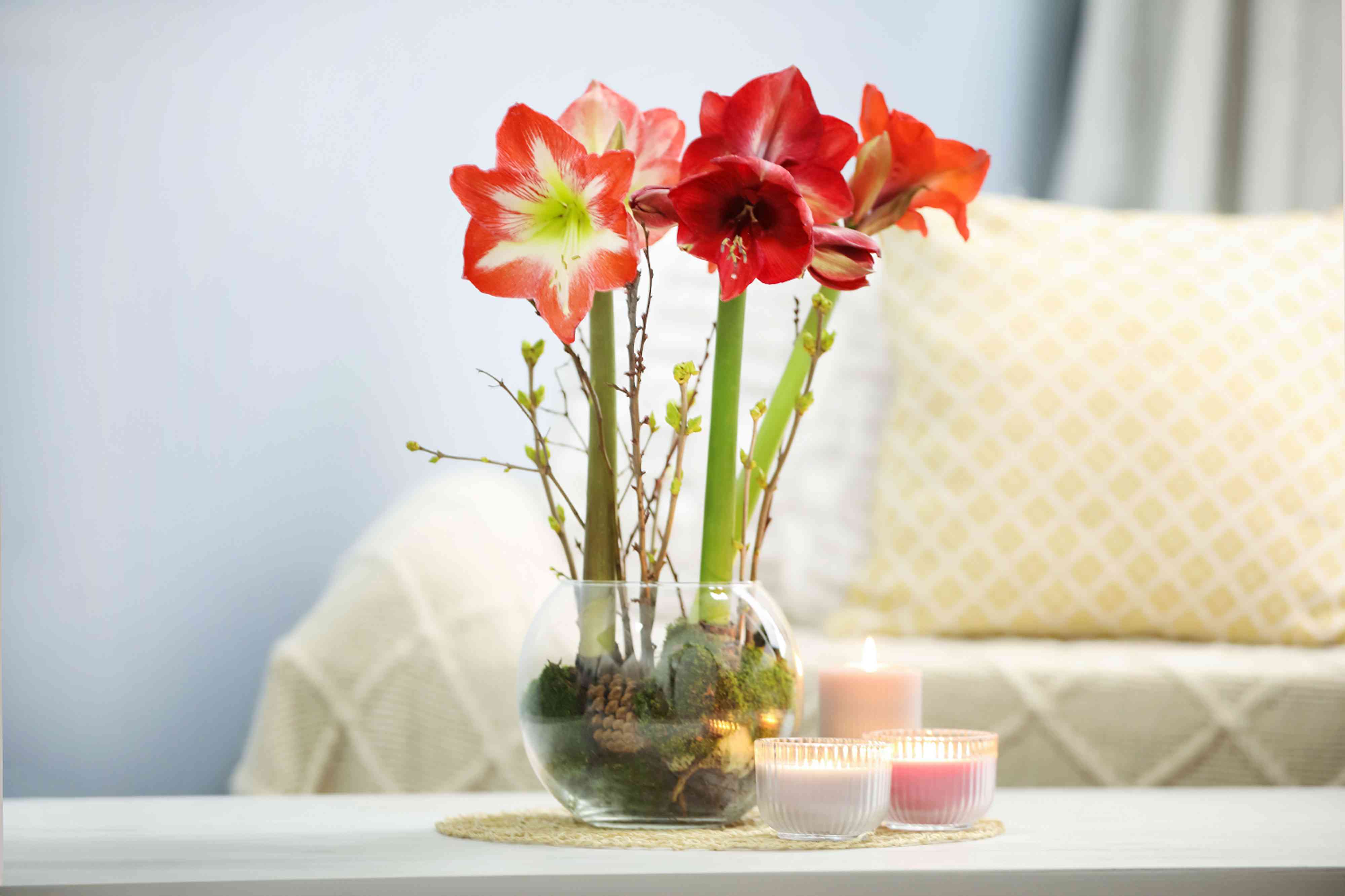 How to force bulbs for beautiful winter blooms indoors, according to ...