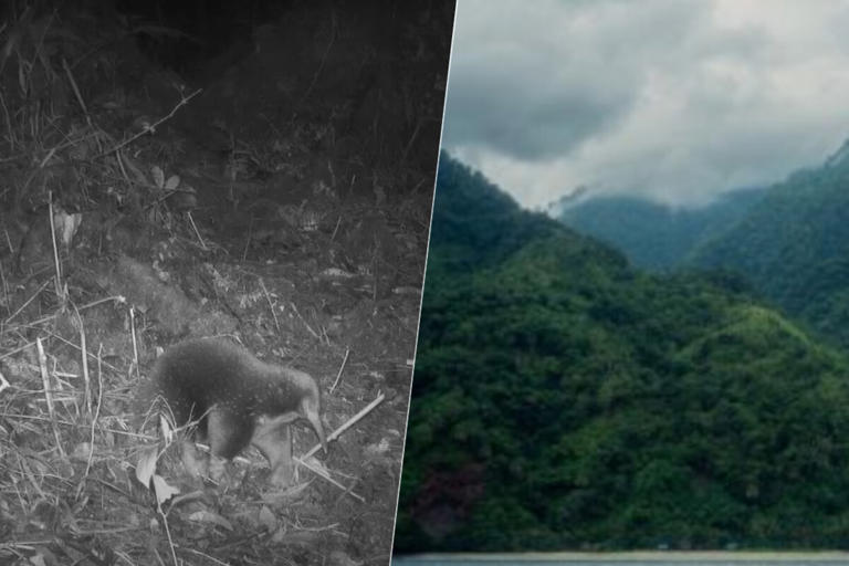 Há 60 anos, perdemos o rastro de um dos poucos mamíferos que põem ovos; agora, ele foi redescoberto