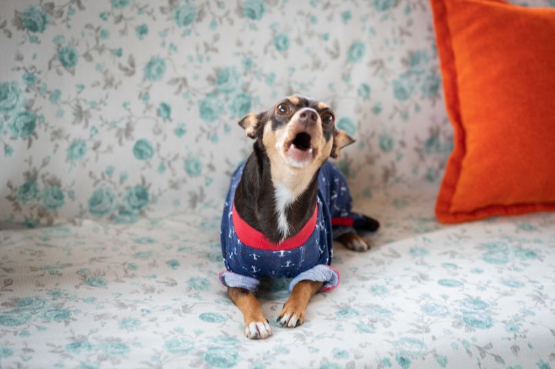 'I'm a dog training expert – don't reward your pooch when they make ...