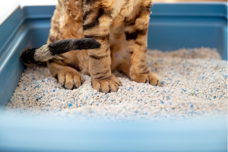 You mean well — but these 15 habits are making your cat miserable