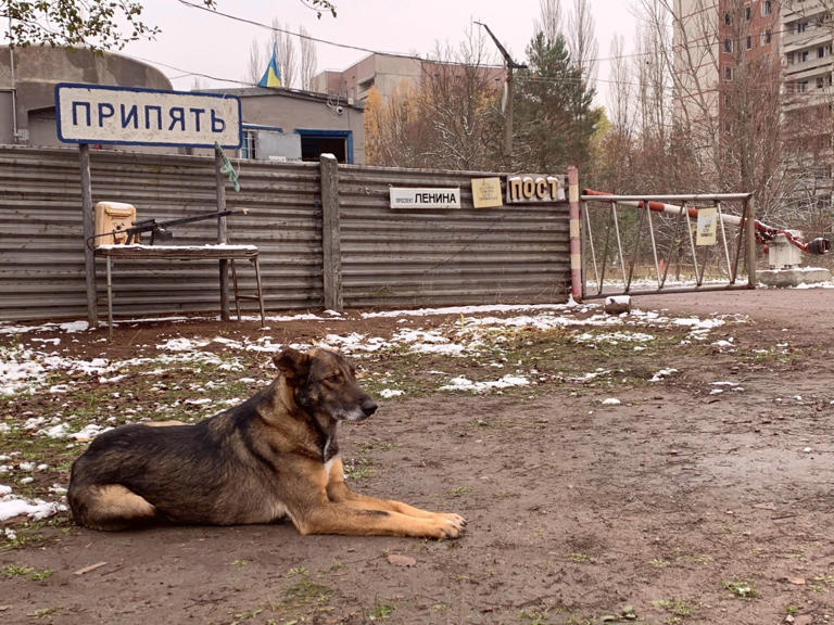 The dogs are descendants of pets abandoned by owners as they fled the disaster zone (Picture: Getty Images)