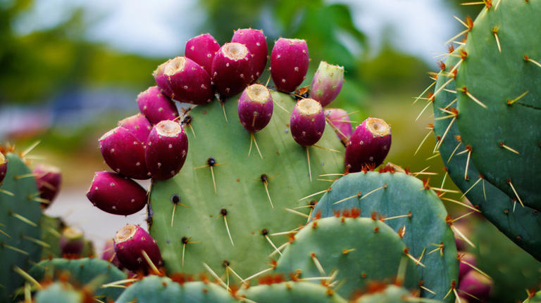 Everything You Need To Know About Nopales