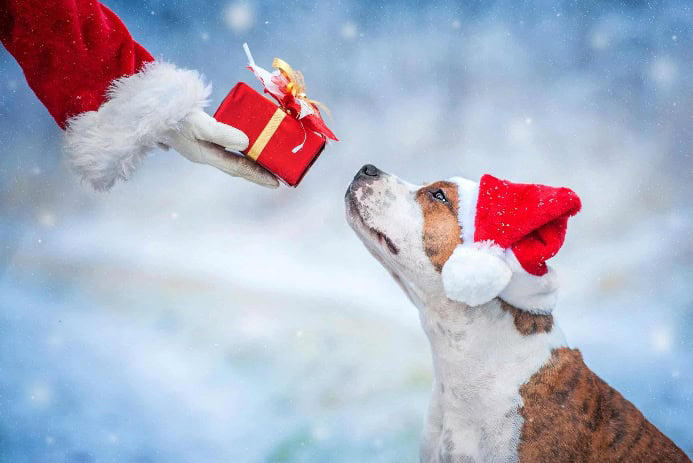 Treat your pup: 15 gift ideas for the dog who has everything