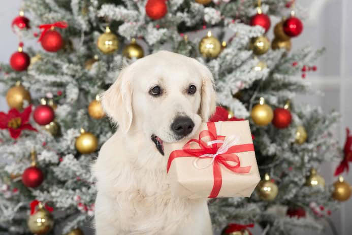 Treat your pup: 15 gift ideas for the dog who has everything