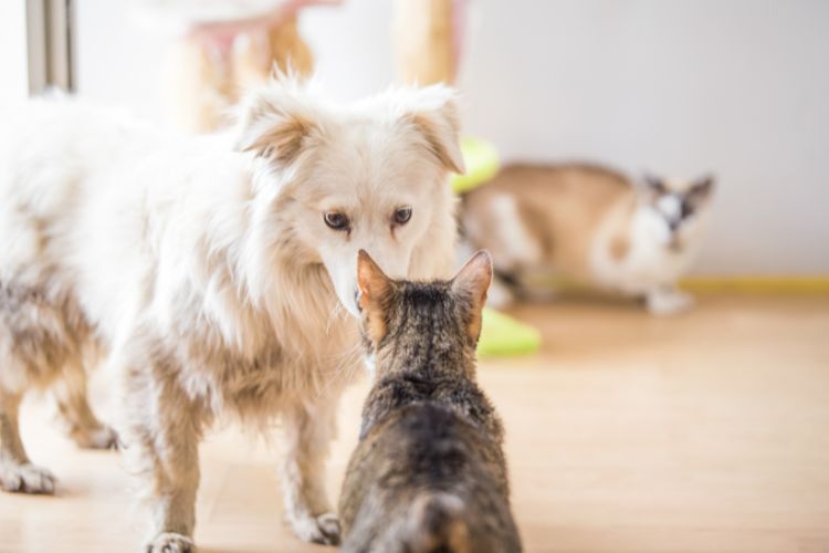 You mean well — but these 15 habits are making your cat miserable
