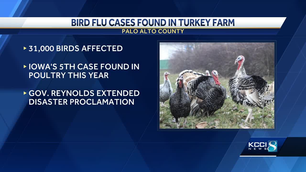 Bird flu cases found in northern Iowa turkey farm