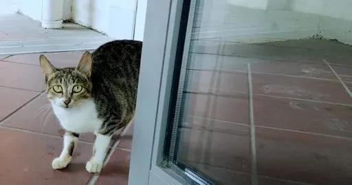 猫能听懂人说话吗？我的结是能听懂，看看我是怎么知道的