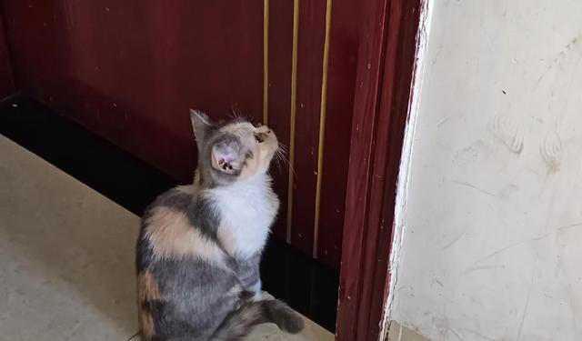 猫能听懂人说话吗？我的结是能听懂，看看我是怎么知道的