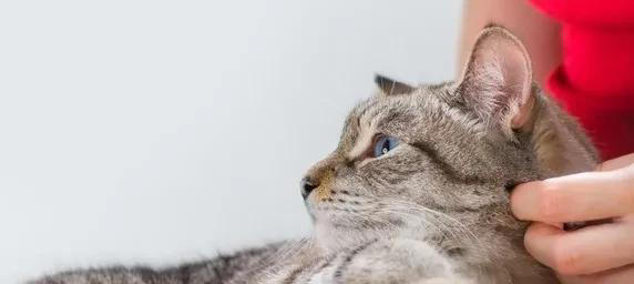 猫能听懂人说话吗？我的结是能听懂，看看我是怎么知道的