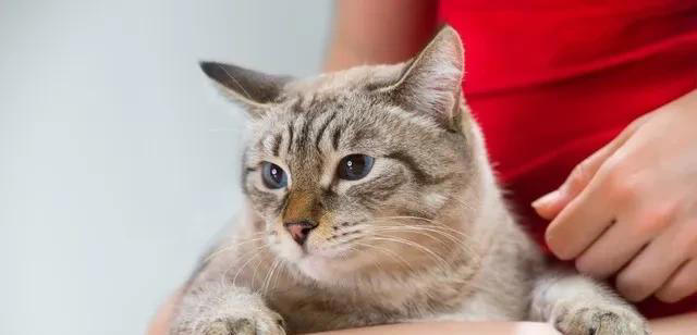 猫能听懂人说话吗？我的结是能听懂，看看我是怎么知道的