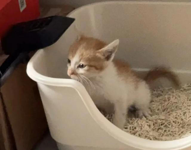 猫能听懂人说话吗？我的结是能听懂，看看我是怎么知道的