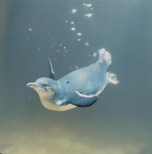 Ook deze dwergpinguïn weet de optimale zwemdiepte te vinden. Foto: Phillip Island Nature Parks