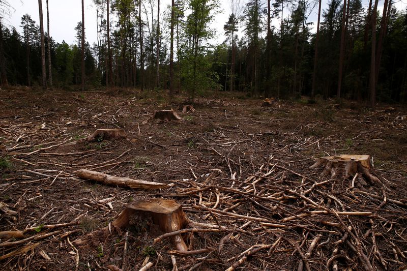 EU Parliament Gives Final Approval To Deforestation Law