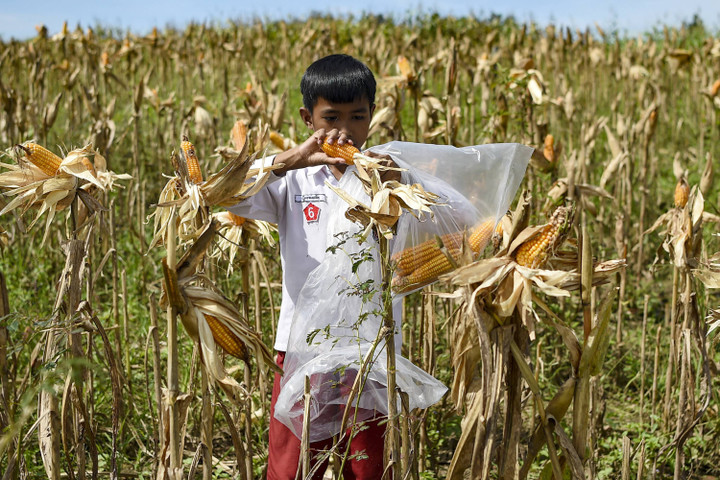 Peluang ekonomi tanam jagung manis