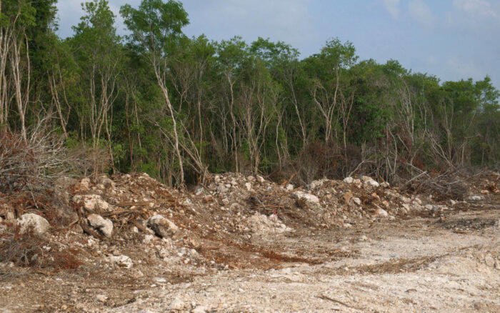 Greenpeace alerta sobre devastación de la Selva Maya; 10 millones de árboles  talados