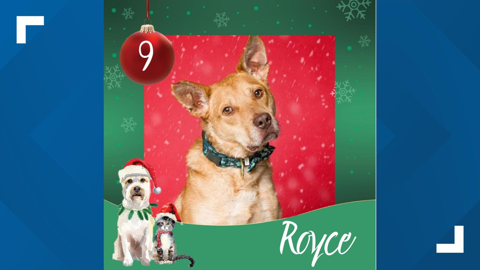 12 Strays of Christmas 2024 Meet Royce
