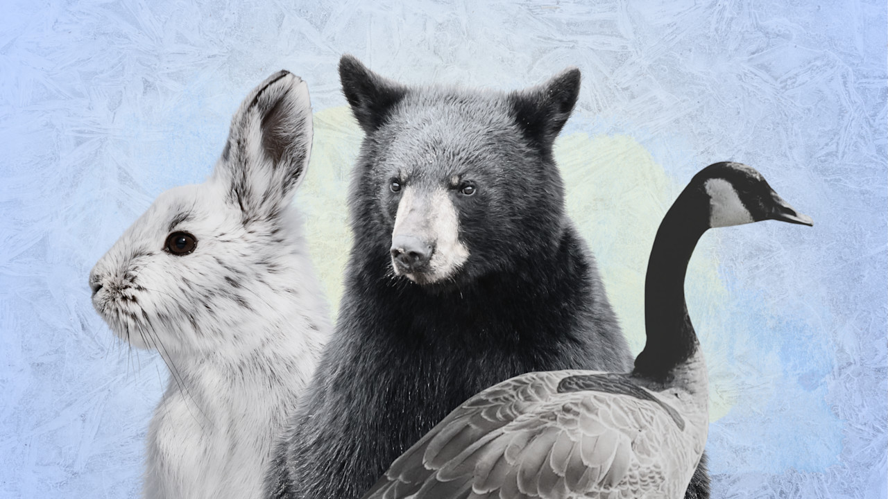 Winter solstice is coming: Here's how animals survive the coldest months
