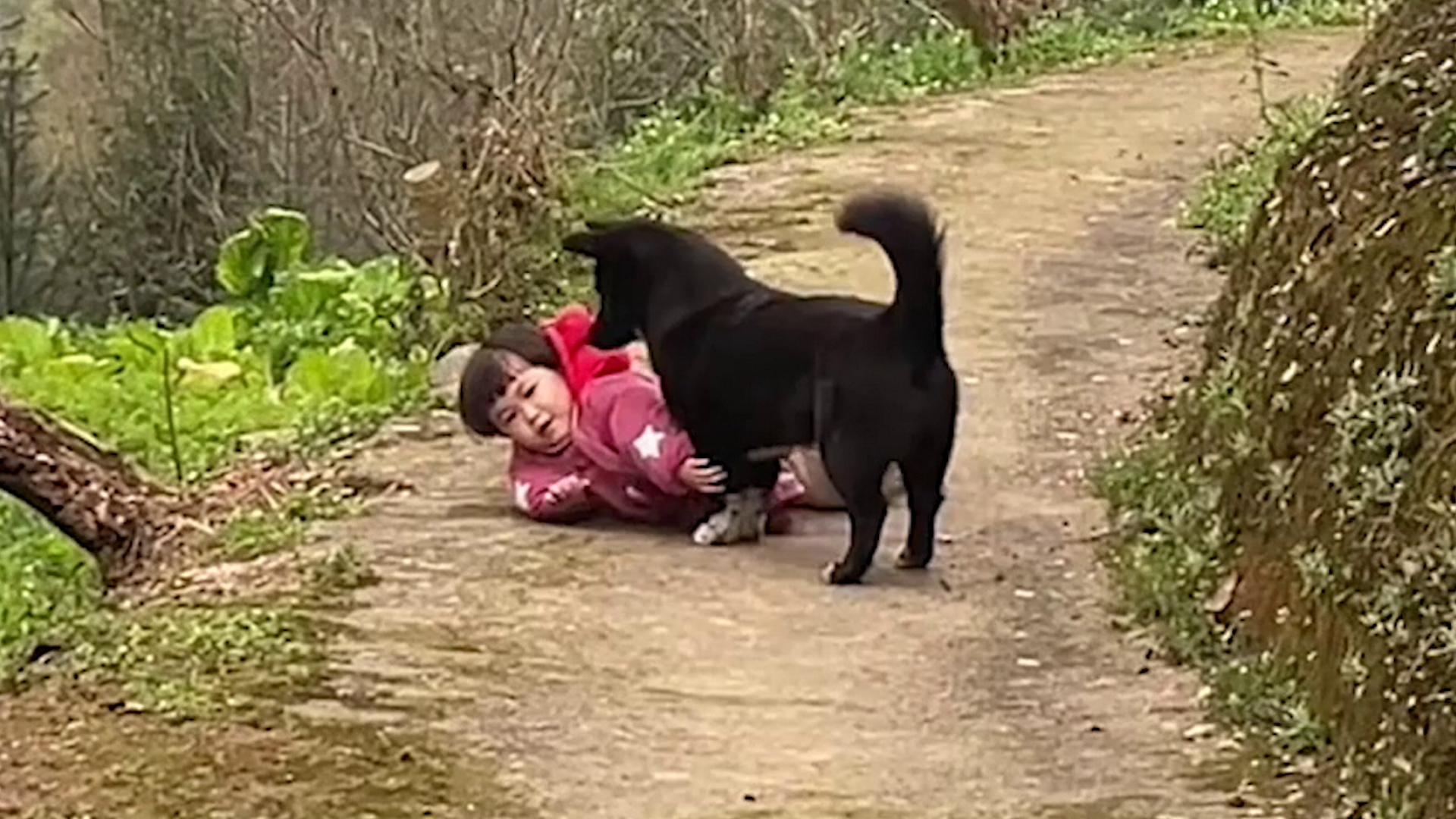 Süßer Moment, in dem ein Hund ein Kleinkind tröstet, nachdem es ...