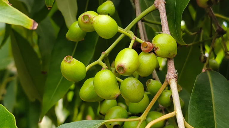 13 Fruit Trees To Avoid Growing In Your Yard (& Better Alternatives)