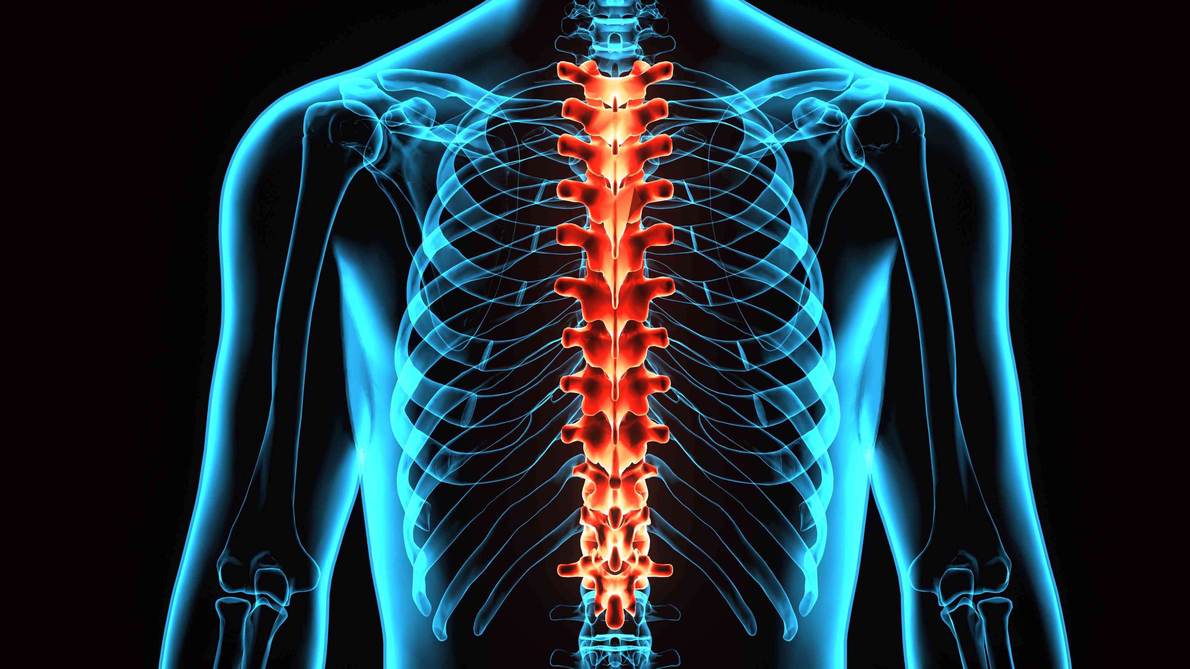 The anatomy of the thoracic spine