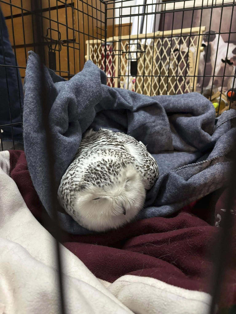One owl rescued by a minnesota woman is euthanized efforts to save the