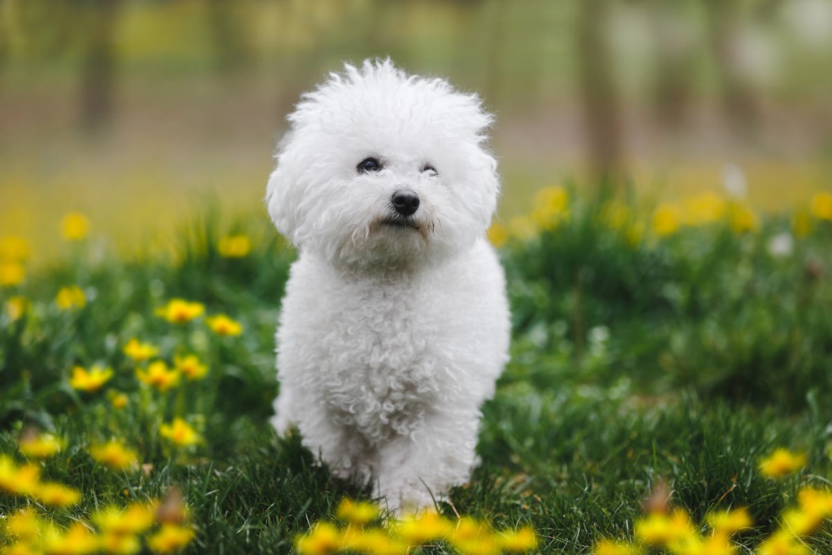 2) Bichon Frise