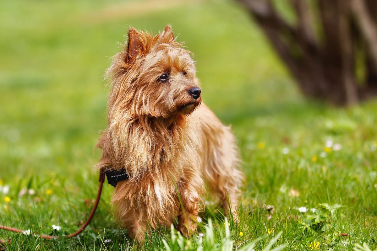 4) Australian Terrier