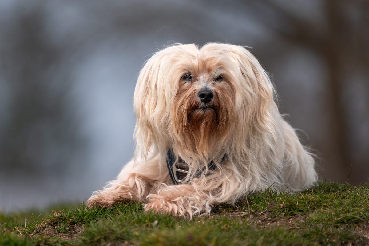 5) Havanese
