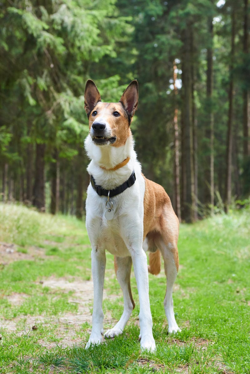 6) Smooth Collie