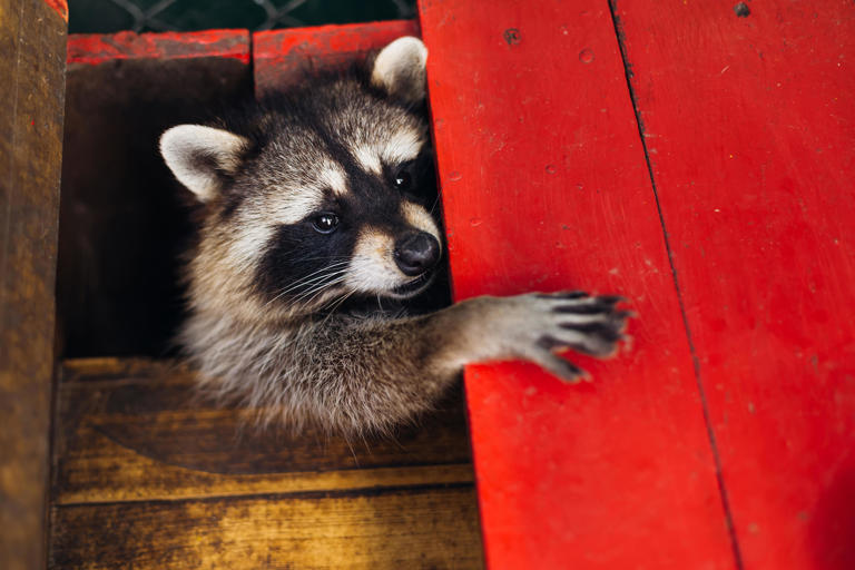 Raccoon Attacks Infant In Carrier Inside His Home