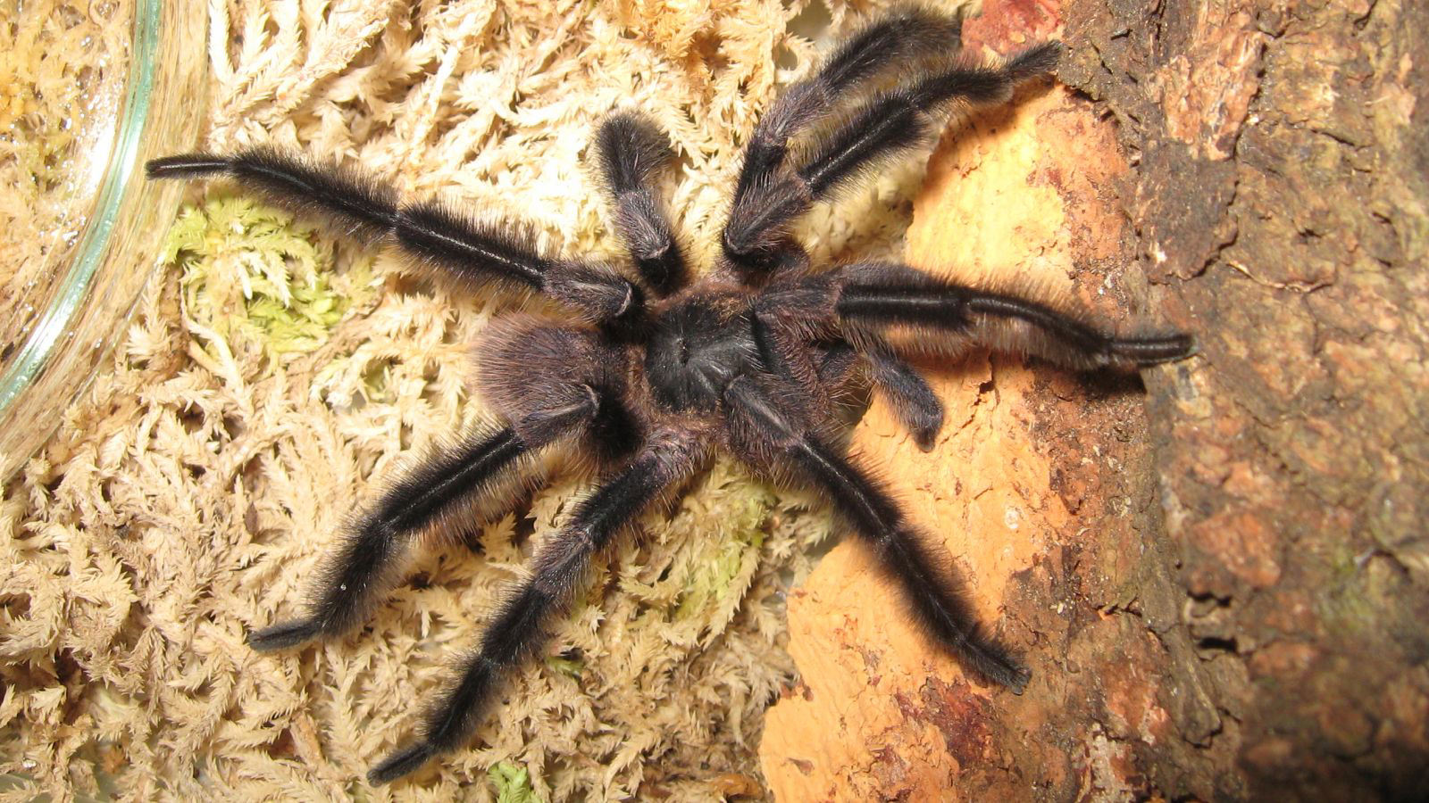Hairy giant tarantula: The monster among mini tarantulas with #39 feather Hairy giant tarantula: The monster among mini tarantulas with #39 feather