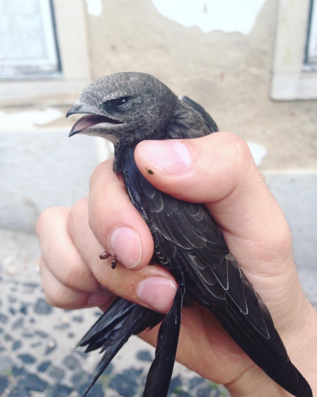 "Eles conseguem permanecer no ar por até 10 meses consecutivos."