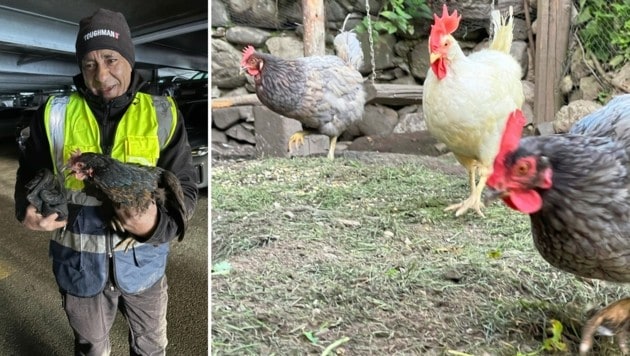 Hühnchen verirrte sich in Zillertaler Parkgarage