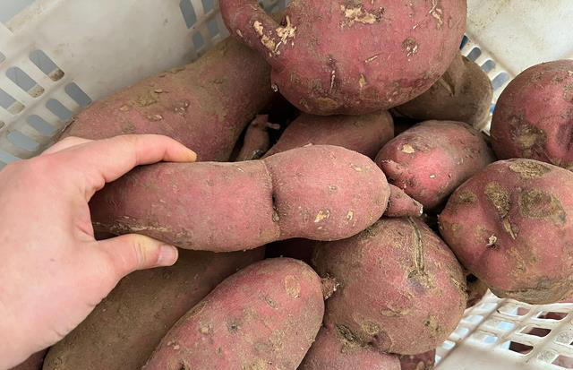 冬天使劲吃这三种蔬菜，价格便宜还好吃，有一种我几乎每天都在吃