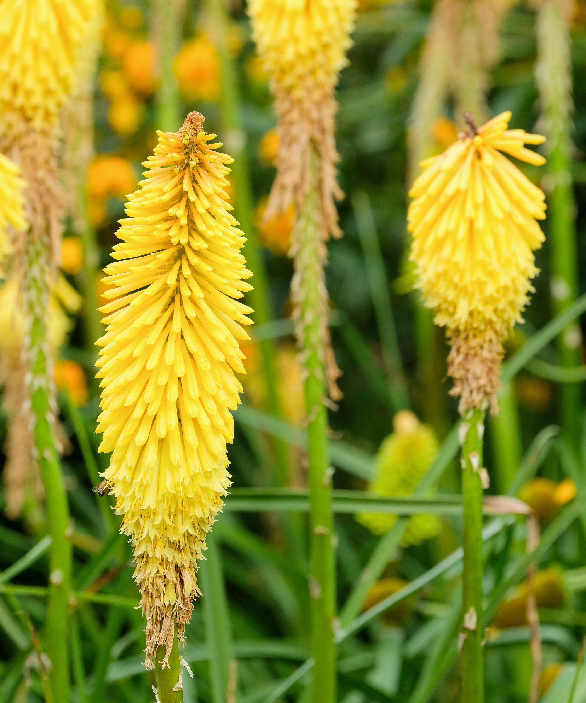 Red Hot Poker Varieties – 15 Of The Best Types For Sizzling Summer Color