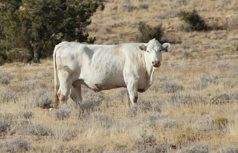 Delta residents arrested in shooting death of cattle