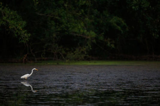 A Ilha do Marajó tem natureza exuberante