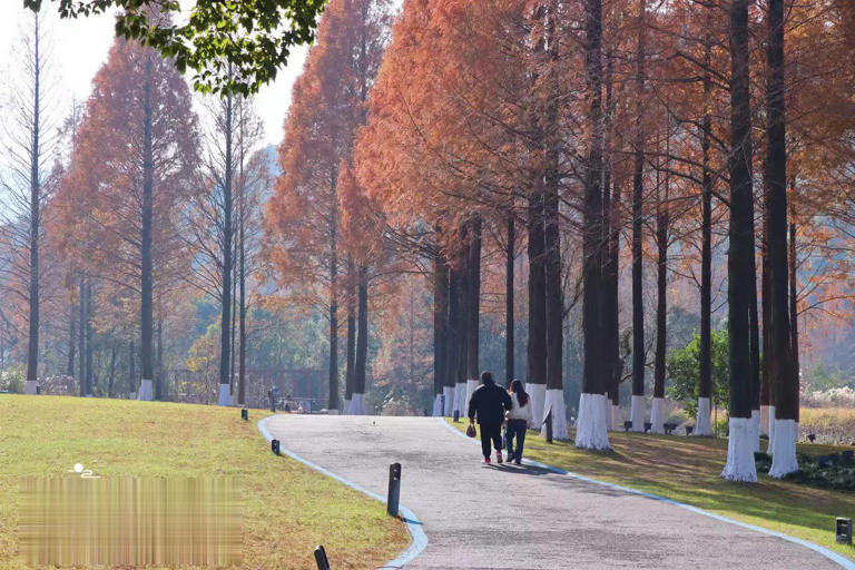 浙江宁波这座独山竟有枫香丛林，林中步道适合慢步，山下红杉更美