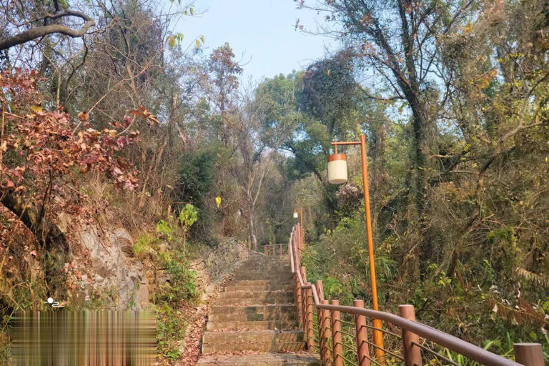 浙江宁波这座独山竟有枫香丛林，林中步道适合慢步，山下红杉更美