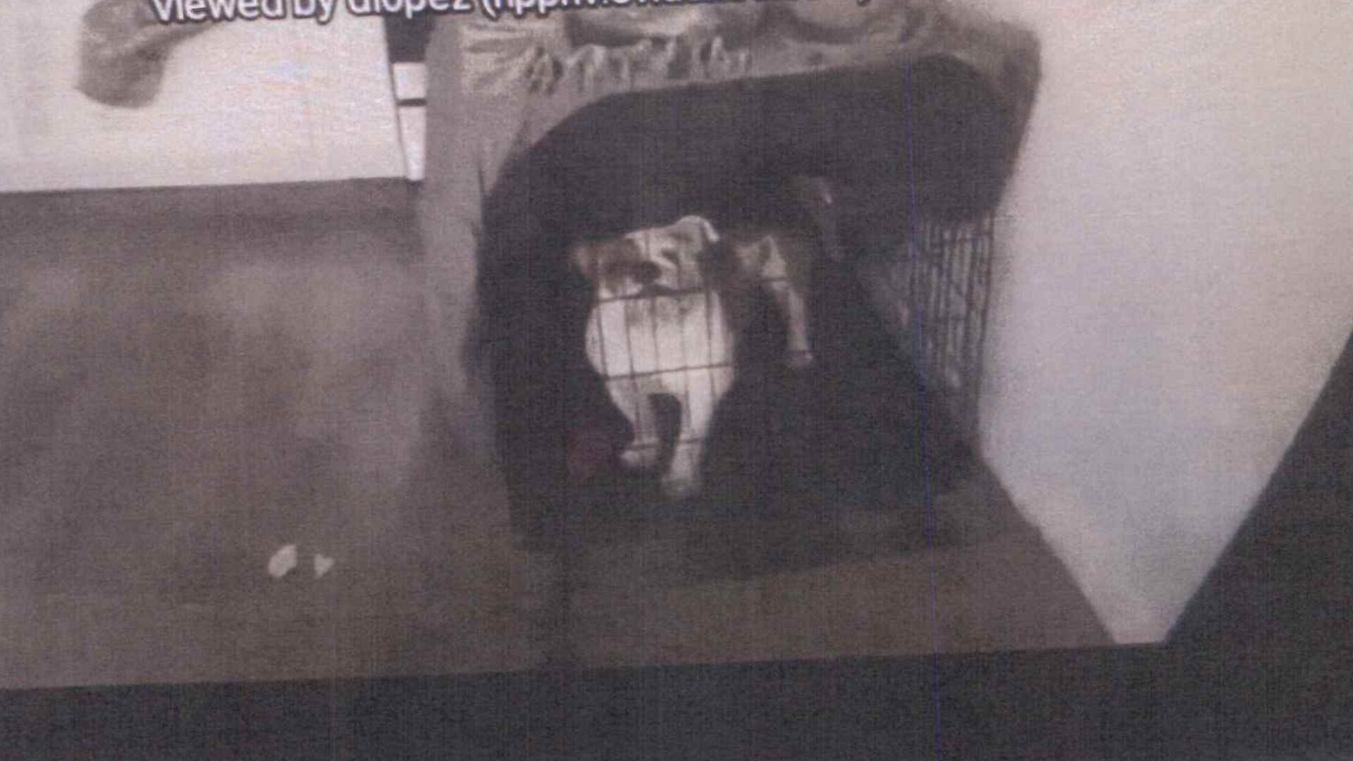 ‘Reba’s law’ to strengthen animal cruelty laws in Nevada dropped in ...