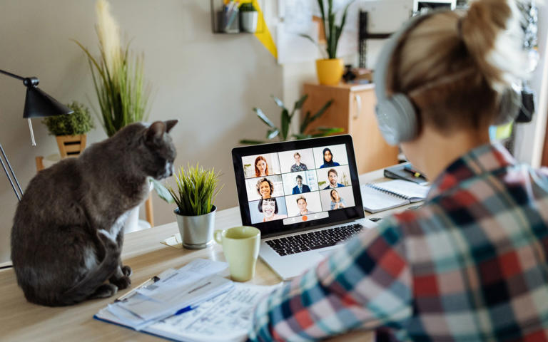 Portrait of modern woman at home teleconferencing with colleagues while cuddling her cat