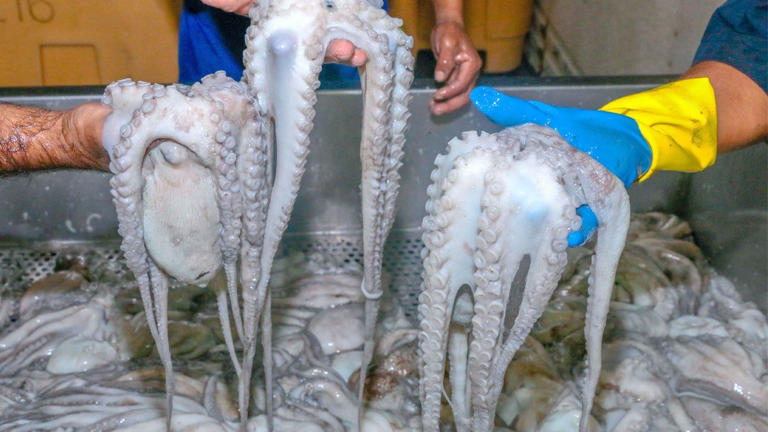 Inicia veda temporal de pulpo y almeja generosa en enero en costas mexicanas